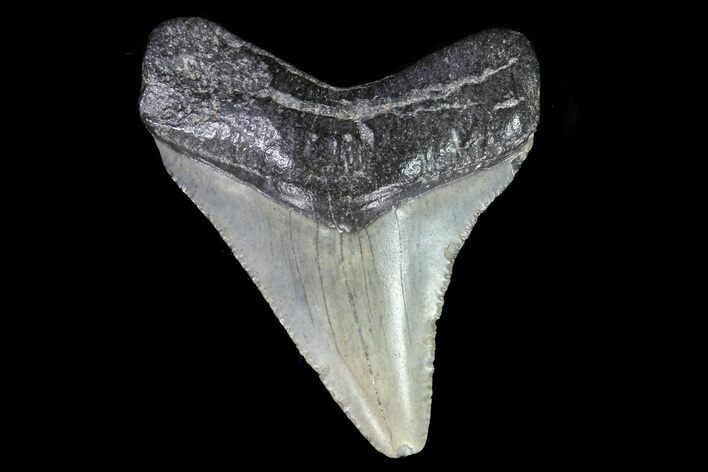 Juvenile Megalodon Tooth - Georgia #75347